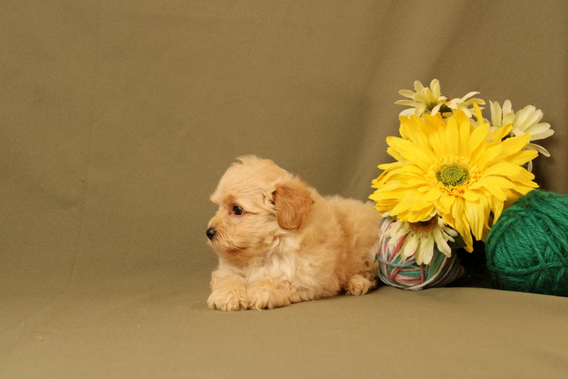 puppy, for, sale, Maltipoo, Matthew B. Stoltzfus, dog, breeder, Gap, PA, dog-breeder, puppy-for-sale, forsale, nearby, find, puppyfind, locator, puppylocator, aca